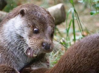 Eurasian otter in action in the wild..