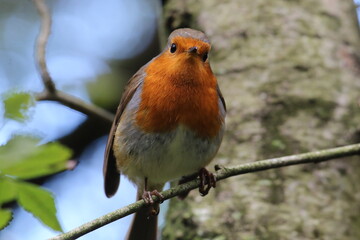 A Robin bird sitting on a branch in the forest. These birds are popular around Christmas time. This photo was taken on a cold autumn afternoon.