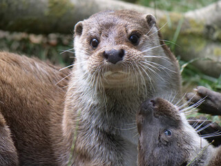 Eurasian otter in action in the wild..