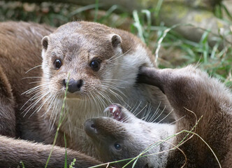 Eurasian otter in action in the wild..