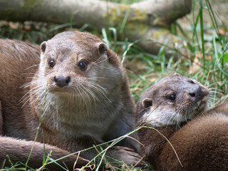 Eurasian otter in action in the wild..