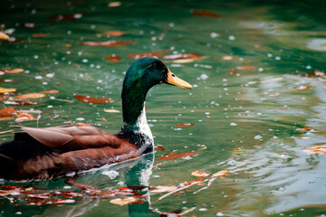 Close up of a wild duck swimming in lake Bled Slovenia
