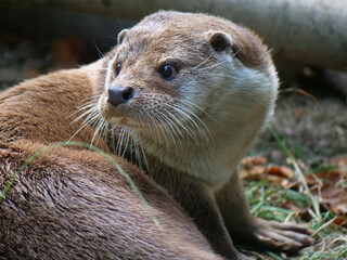 Eurasian otter in action in the wild..