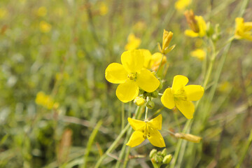 Selective focus of Arugula flower with bokeh background. Rucola (Eruca sativa) with yellow flowers