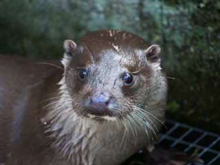 Eurasian otter in action in the wild..