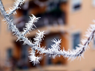 tree branch detail in the winter in selective focus. brown twigs with contrasting white frost crystals. beauty in nature. blurry background of residential building facade, windows and balcony. 