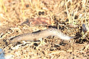 great grey slug or leopard slug on its way out of the sun
