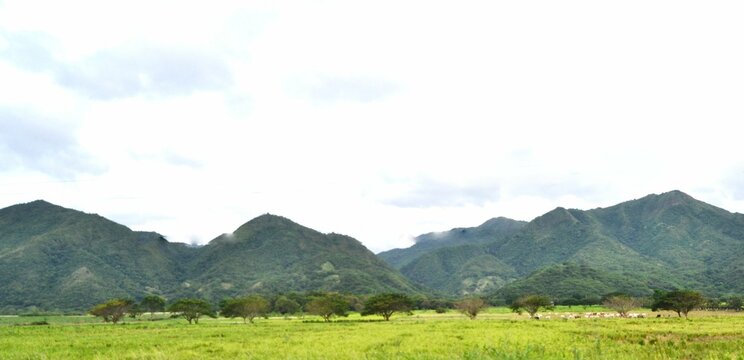 landscape in the summer, Fusagasuga