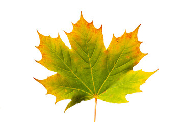 Blatt eines Ahorn im Herbst