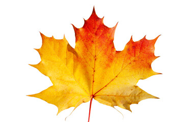 Blatt eines Ahorn im Herbst