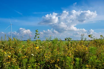 Fototapeten Ecological agricultural strip - Ecologische landbouwstrook © Holland-PhotostockNL