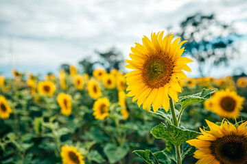 sunflower_XVIII