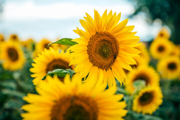 Fototapeta premium sunflower_XVI