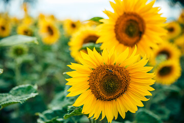 Fototapeta premium sunflower_XV