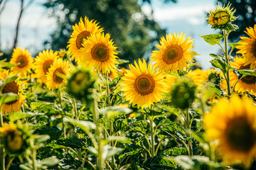 sunflower_VIII