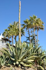 Cactuses and palm trees - 534302063