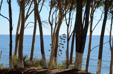 Trees at  Marbella coast