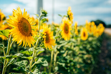 sunflower_VI