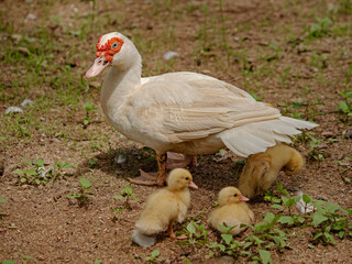 Duck with her chicks