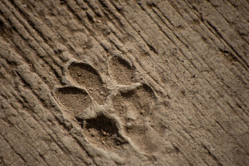 Huella de perro en cemento fresco. 