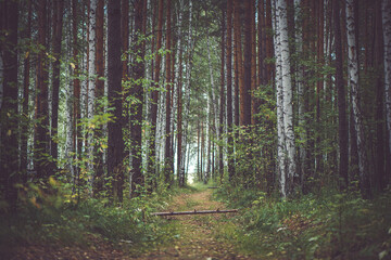 forest road in mixed forest
