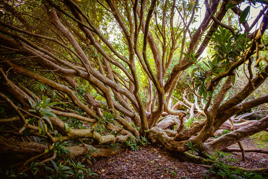 Branching Out