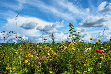 Reevediep , Kamperveen, Overijssel province, The Netherlands