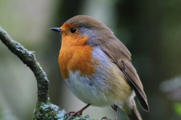 A wild Robin that has perched on a branch in the forest. These birds are famous at Christmas time and often seen on the front of holiday and greeting cards.