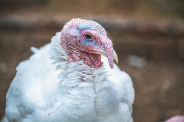 Turkeys in a pen, close-up, raised in captivity. Poultry farm