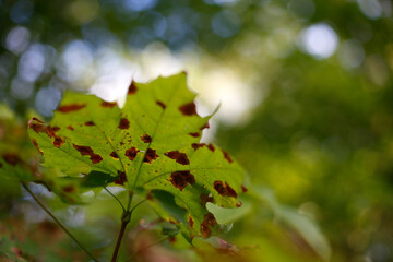 Fototapeta premium goudronneuse sur les feuilles d'érables