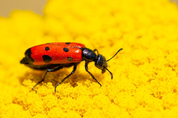 Red beautiful beetle on a yellow flower. The common red soldier beetle Rhagonycha fulva, also misleadingly known as the bloodsucker beetle, is a species of soldier beetle Cantharidae.