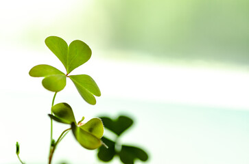 Light background with three-leaved shamrocks, Lucky Irish Four Leaf Clover in the Field for St....