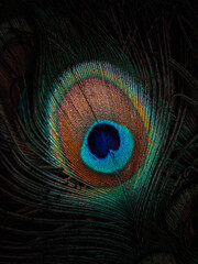 Obraz premium colorfull peacock feather close up