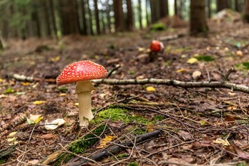 Amanita muscaria, a poisonous mushroom in a forest in Czech Republic.  Toxic and hallucinogen mushroom Fly Agaric