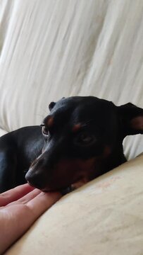 Perro negro siendo acariciado por su due&ntilde;o