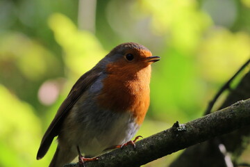 A Robin bird sitting on a branch in the forest. These birds are popular around Christmas time. This photo was taken on a cold autumn afternoon.