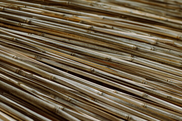 Dry reeds or bamboo texture. Natural background.