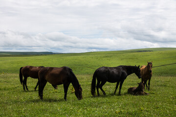 Fototapeta na wymiar Endless pasture with green grass and a herd of beautiful horses on a cloudy summer day and a space for copying in Karachay Cherkessia russia