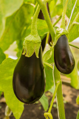 Ripe eggplants hang on branches with green leaves close-up. Concept gardening and seasonal harvest