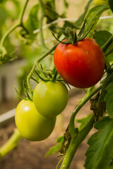 Unripe ripening tomato fruits close-up on branches with green leaves and space for copying