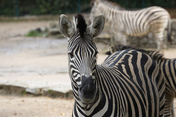Fototapeta na wymiar zebras at the zoo