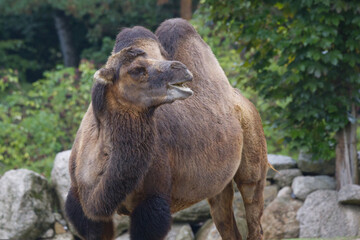 Bactrian camel in the wildness, stone rocks, green trees