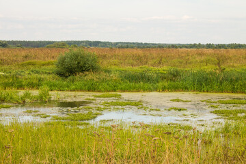 A beautiful landscape with a tree and a swamp in the green grass on a cloudy summer day and a space to copy in the Moscow region Russia