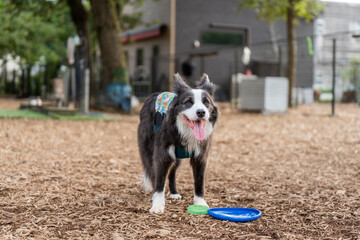 ボーダーコリー 犬 黒 白 牧羊犬　犬