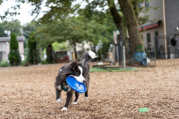 ボーダーコリー 犬 黒 白 牧羊犬　犬