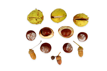 Chestnuts and autumn acorns on a white background. Kasztany i żołędzie na białym tle. - obrazy, fototapety, plakaty