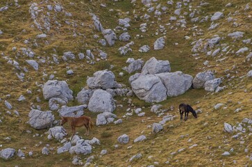 Horses grazing in the mountains in the wild