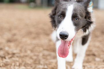 ボーダーコリー 牧羊犬 白い　黒い 犬