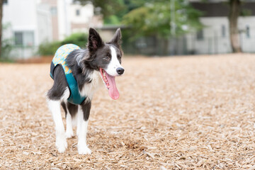 ボーダーコリー 牧羊犬 白い　黒い 犬