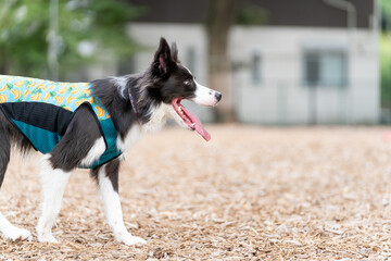 ボーダーコリー 牧羊犬 白い　黒い 犬